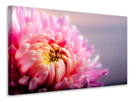 Canvas print Macro chrysanthemum