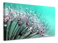 Canvas print Macro dandelion