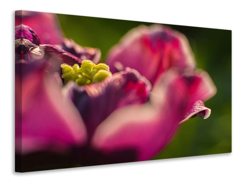 Canvas print Macro tulip in red