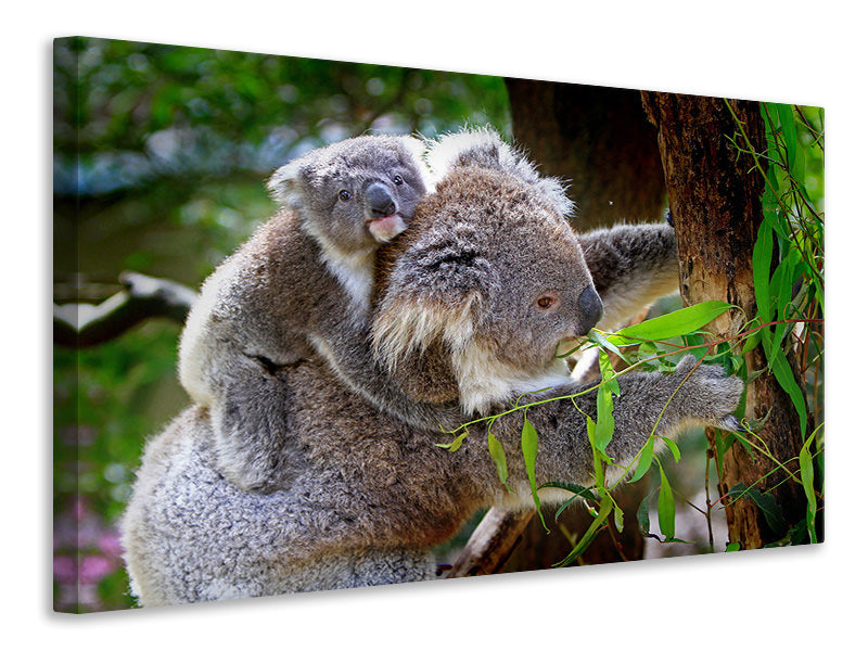 Canvas print Mom and baby koala