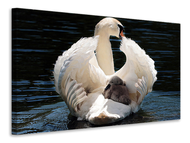 Canvas print Mom and baby swan