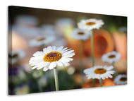 Canvas print Daisies XL