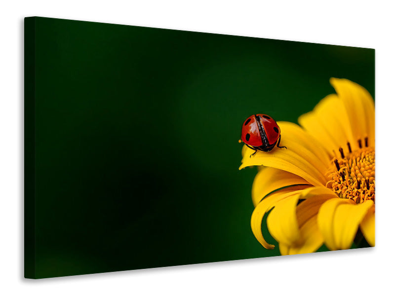 Canvas print Ladybug on the sunflower