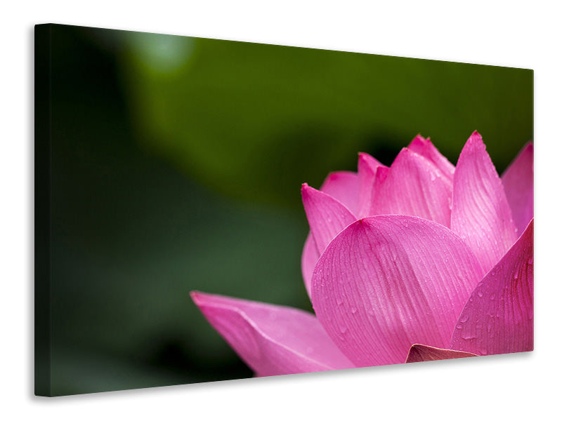 Canvas print Marko Lotus in pink