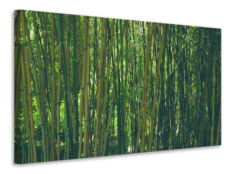 Canvas print In the middle of the bamboo