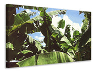 Canvas print In the middle of the jungle