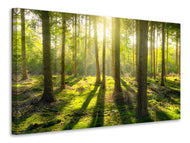 Canvas print In the middle of the woods