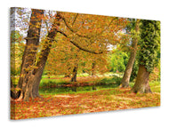 Canvas print In the middle of autumn trees