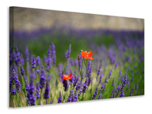 Load image into Gallery viewer, Canvas print Poppy in the lavender
