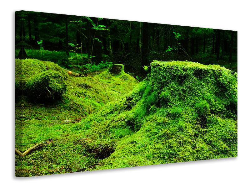 Canvas print Moss in the forest