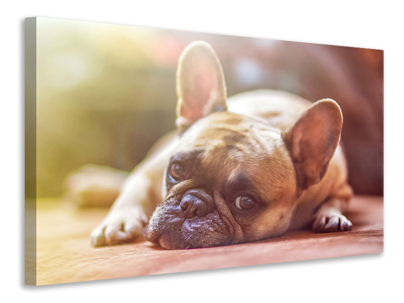 Canvas print Tired bulldog