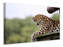 Load image into Gallery viewer, Canvas print Tired Leopard
