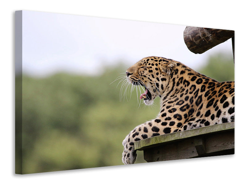 Canvas print Tired Leopard