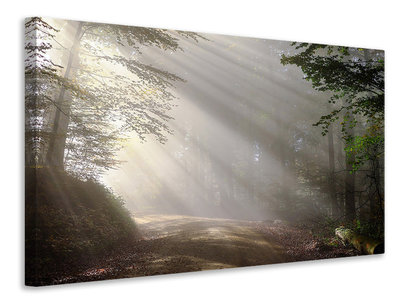 Canvas print Mystical light in the forest