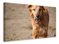 Canvas print Wet dog