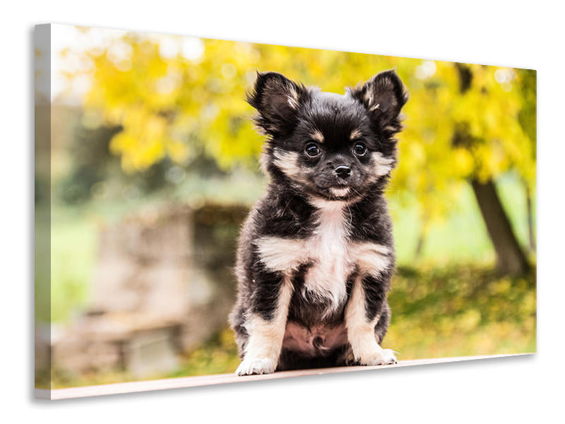 Canvas print Cute chihuahua puppy