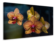 Load image into Gallery viewer, Canvas print Orchidaceae

