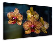Canvas print Orchidaceae