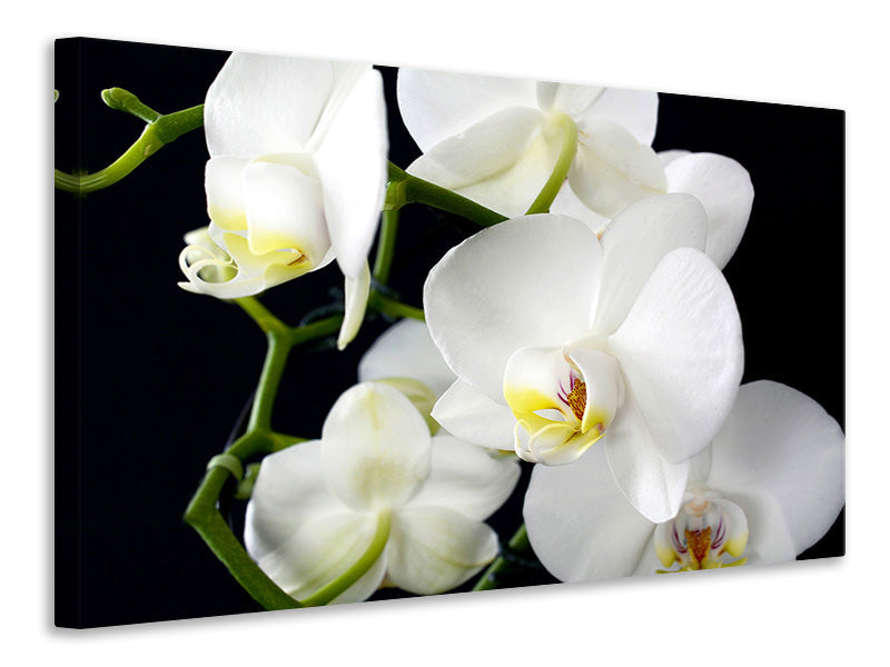 Canvas print Orchid close up