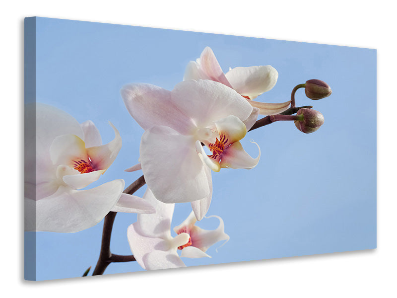 Canvas print Orchid in the sky
