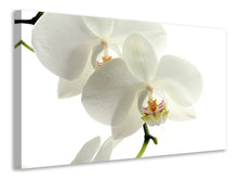 Load image into Gallery viewer, Canvas print Orchids bloom
