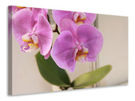 Canvas print Orchids with purple flowers in XL