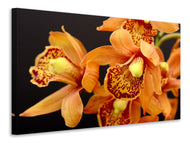 Canvas print Orchids with orange flowers