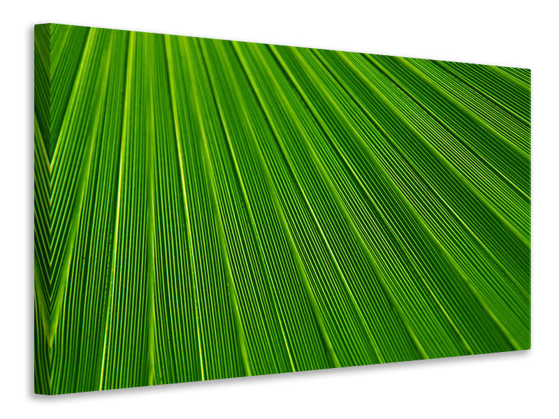 Canvas print Palm stripe 1