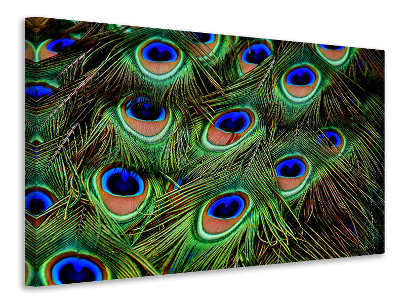 Canvas print Peacock feathers XXL