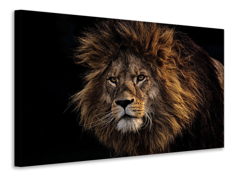 Canvas print Portrait of a lion