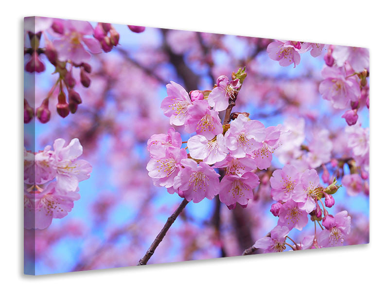 Canvas print Gorgeous cherry blossom