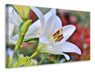 Canvas print Magnificent lily in white