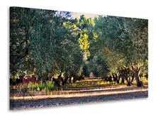Load image into Gallery viewer, Canvas print Magnificent olive trees
