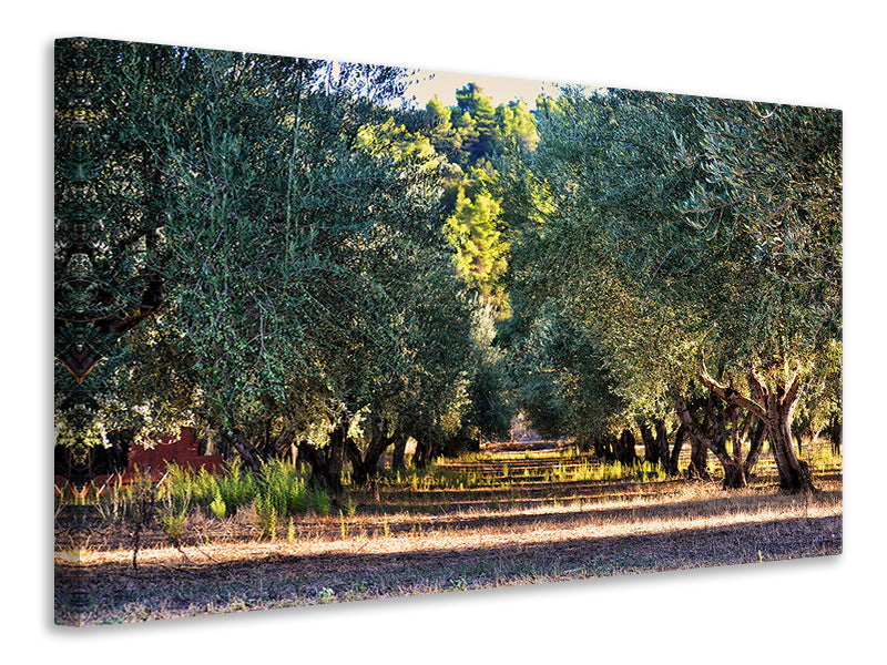 Canvas print Magnificent olive trees