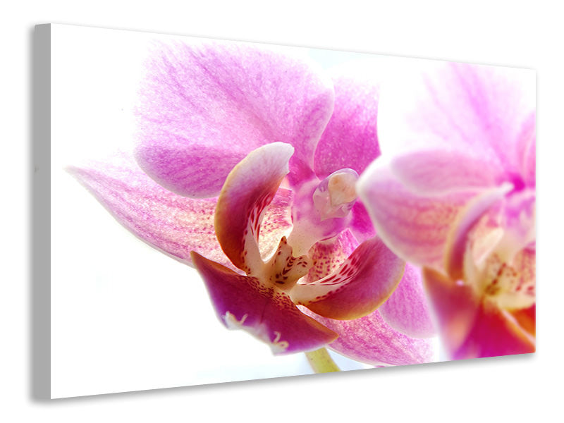Canvas print Magnificent phalaenopsis