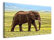 Canvas print Gorgeous elephant