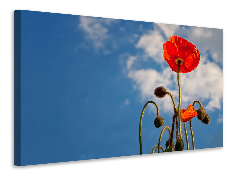 Canvas print Gorgeous poppy