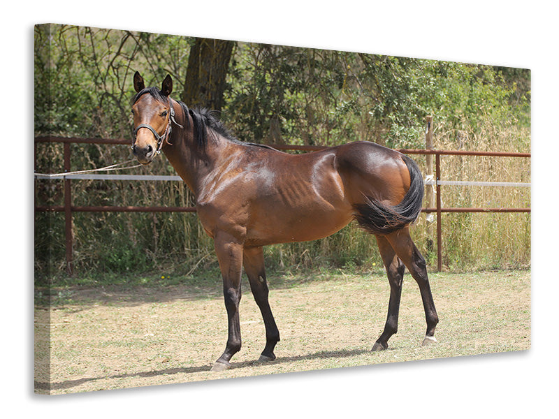 Canvas print Magnificent thoroughbred