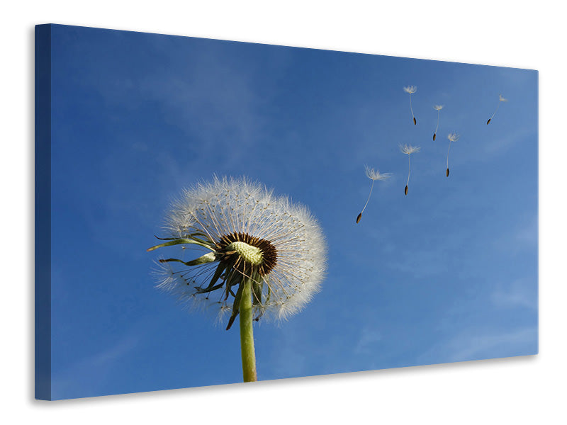 Canvas print Dandelion - I wish for something