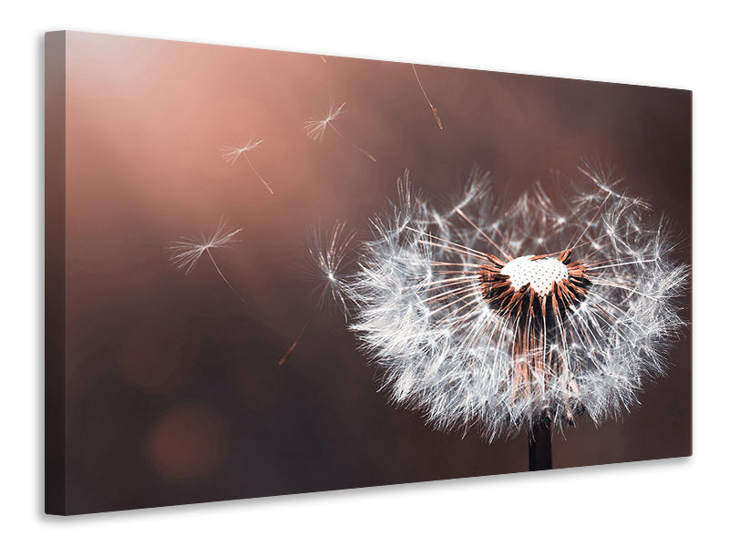 Canvas print Dandelion in the evening light