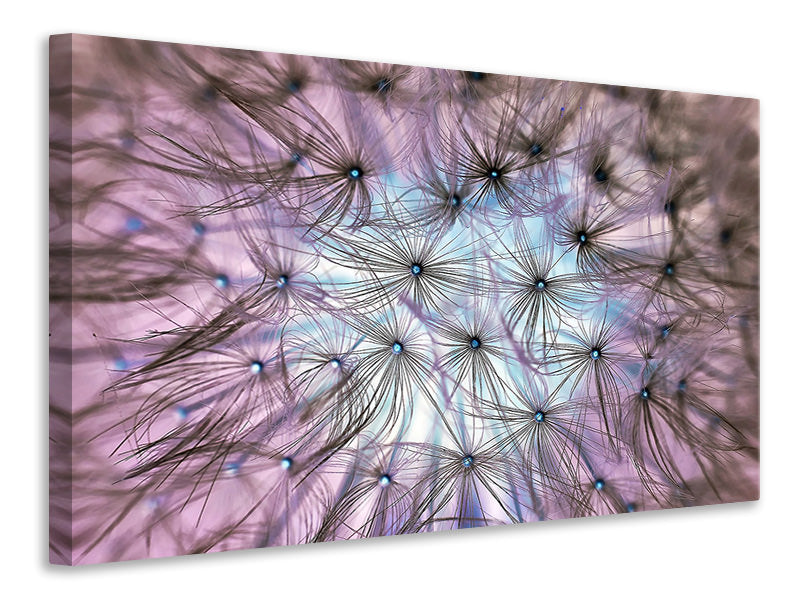 Canvas print Dandelion in the light play