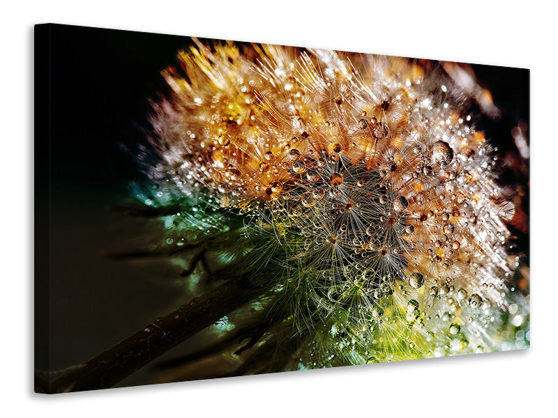 Canvas print Dandelion in the morning dew
