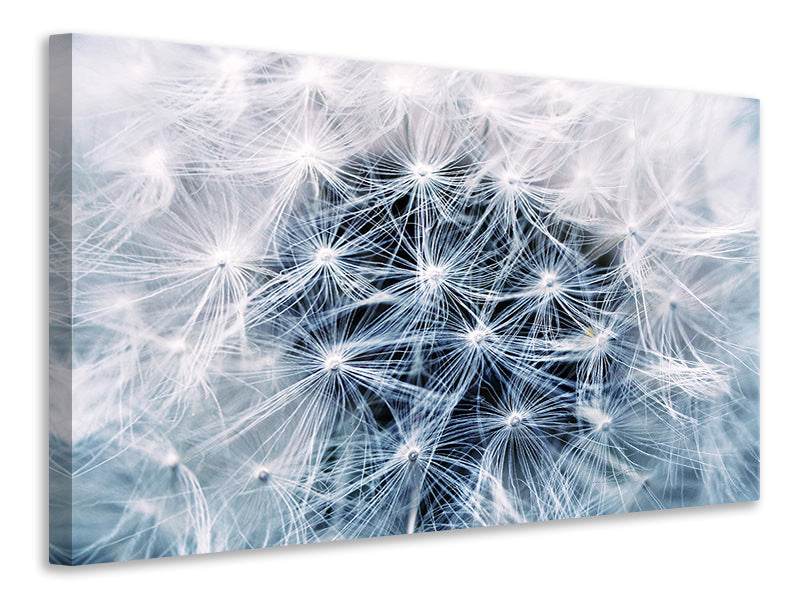 Canvas print Ripe dandelion Close up