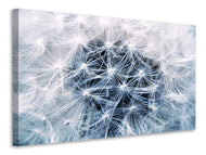 Canvas print Ripe dandelion Close up