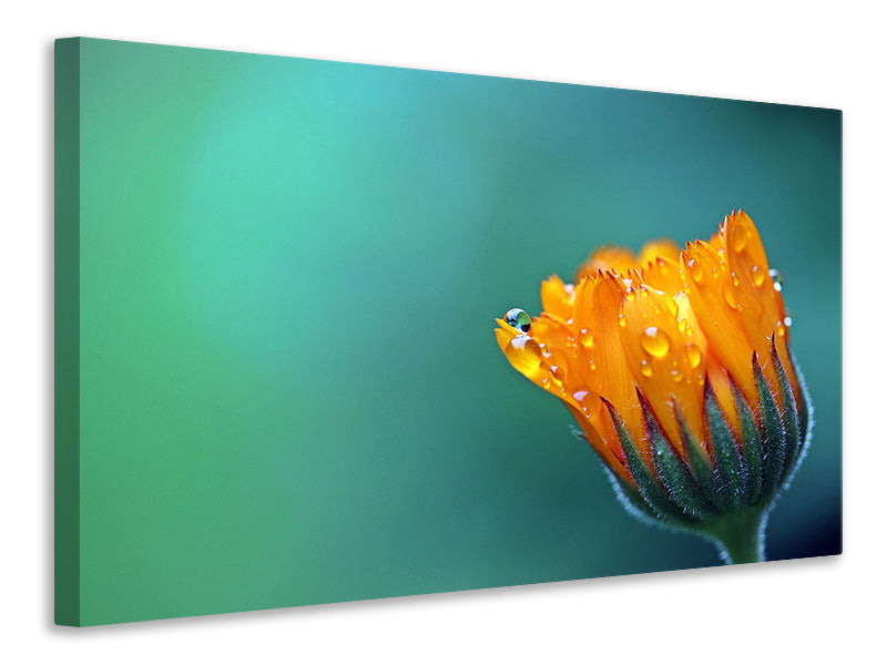 Canvas print Marigold in morning dew