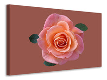 Load image into Gallery viewer, Canvas print Rose in apricot XXL
