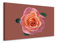 Canvas print Rose in apricot XXL
