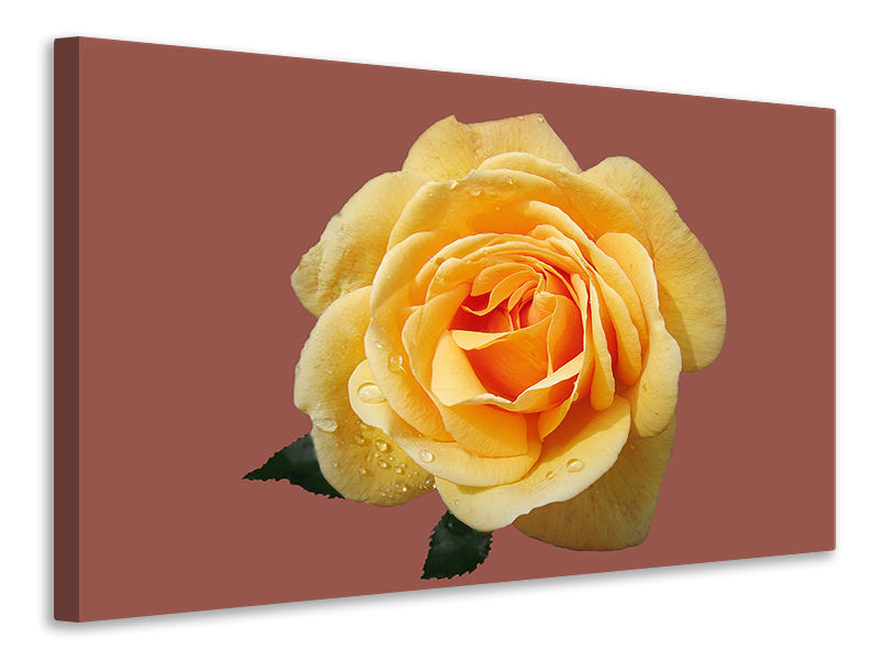 Canvas print Rose in yellow XXL