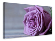 Canvas print Rose in purple XXL