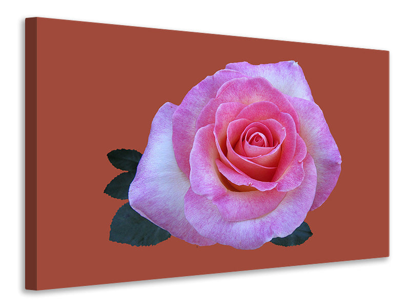 Canvas print Rose in pink XXL